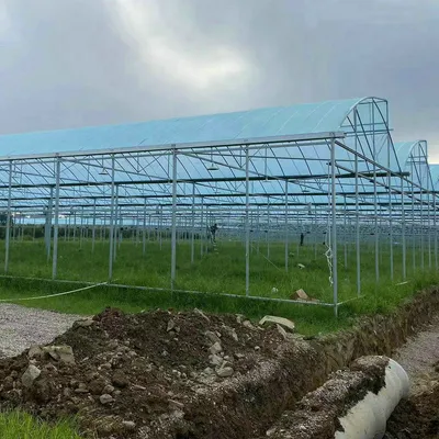 Multi Span Plastic Film Greenhouse with Circulation Fans for Flowers