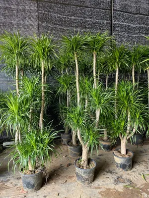 Dragon Tree Dracaena Draco Garden Tree for Ornamental Plants Wholesale