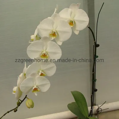 Live Orchid Phalaenopsis Nursery Plant Butterfly Orchids