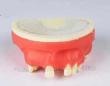 Maxillary Dental Suture Practice Model/ Oral Implant Training Model