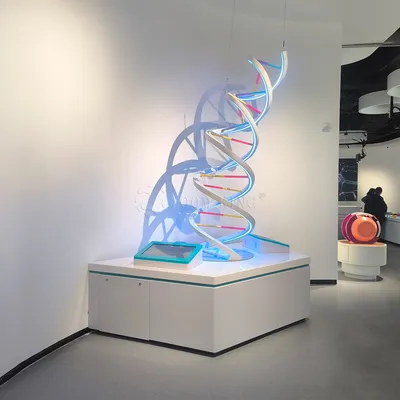 Genetic Engineering Interactive Exhibit Giant DNA Model Science Center for Kids Biotechnology Demonstration Exhibit Touchscreen Learning Equipment