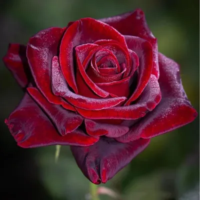 Black Magic Rose Real Red Rose Wholesale Fresh Cut Flowers Valentine′ S Day Wedding Bouquet Send From Yunnan Base