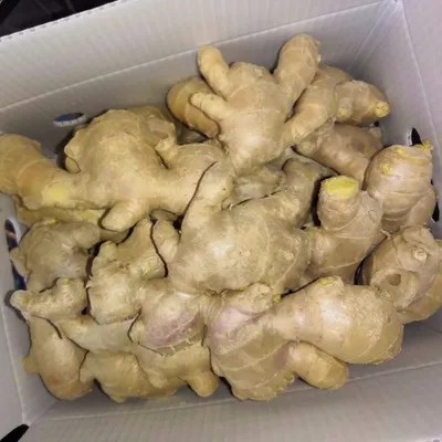 Quality Fresh Ginger for Export