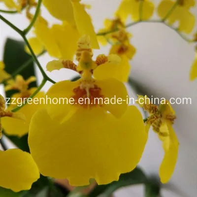 Live Indoor Oncidium Hybrids Orchid