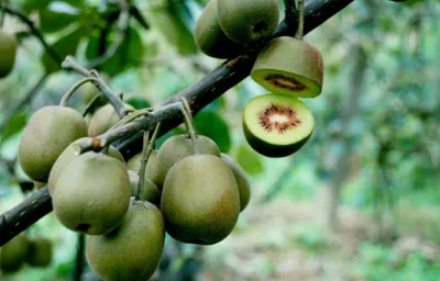 Best Price Plant Growth Regulator Cppu Forchlorfenuron CAS 68157-60-8