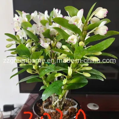 Natural Indoor Dendrobium Live Plant