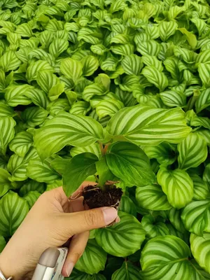 Calathea Orbifolia Tray Seedling Tissue Culture Plants Wholesale