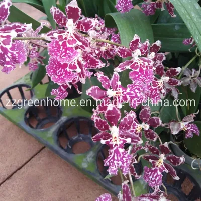 Beautiful Indoor Pot Flower Oncidium Hybrids Orchid