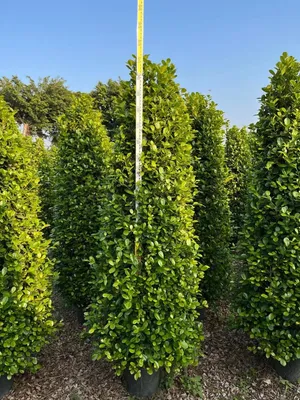 Wholesale Ficus Bonsai High 2.5m Outdoor Live Plants