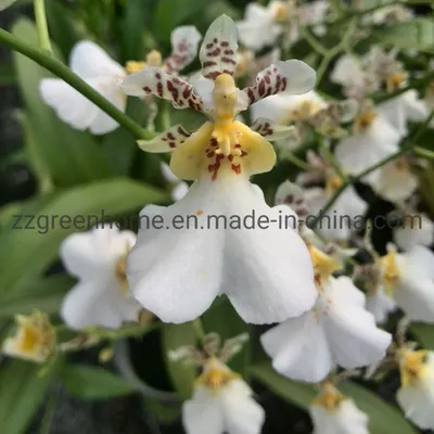 Live Indoor Oncidium Hybrids Natural Orchid
