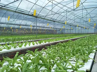 Agricultural Greenhouse with Steel Frame