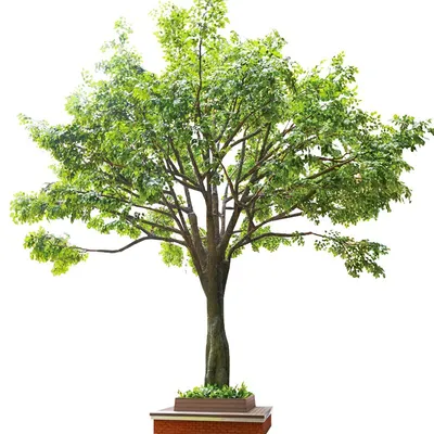 Hot Sell Artificial Banyan Tree Artificial Big Trees Artificial Outdoor Trees