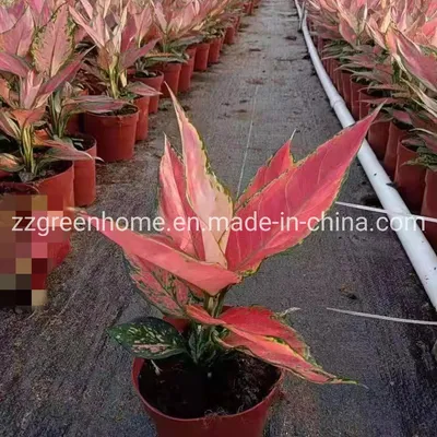 Natural Live Plants Aglaonema Red Angel Plant