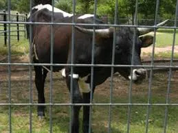 High Tensile Electric Galvanized Iron Wire Mesh Farm/Horse/Cattle Fencing