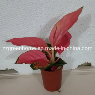 Aglaonema China Red Natural Live Plants