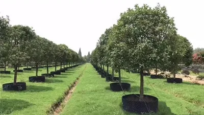 Air Pruning Pot Plant Pot Factory Direct Price Blueberry Tree Root Control Container