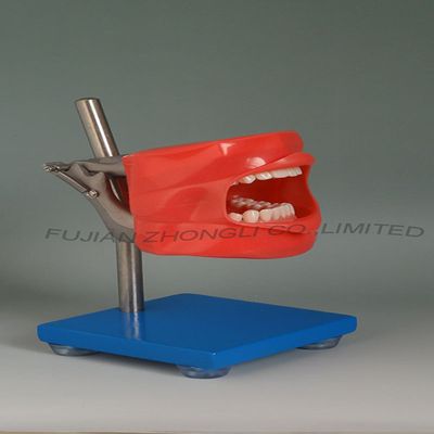 Dentist Manikin Simple Model