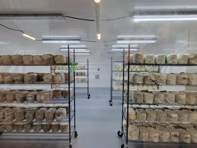 Button Mushroom Farming Growing Shelf Equipment Oyster Shiitake Lions Mane Mushroom Fruiting Rack