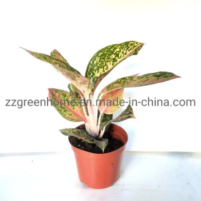 Fireworks Aglaonema Indoor Natural Plants