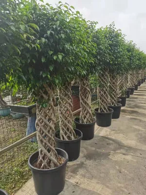 Ficus Cage Shape Live Plant Bonsai Wholesale
