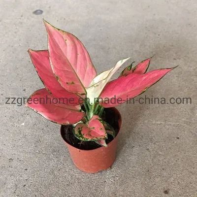 Red Aglaonema Living Plants Ornamental Lucky Red Aglaonema From China