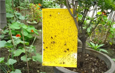 Easy Operation High Effciency Pest Catching Board