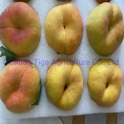 Healthy Snack Wholesale Large Shape New Fresh Delicious Peach