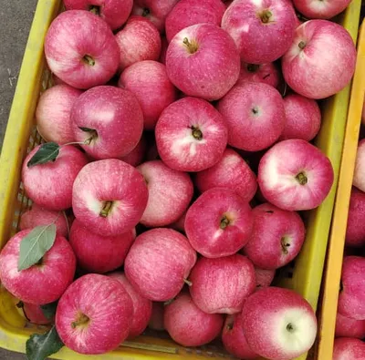 New Crop Fresh Apple Fruit From China