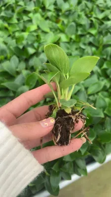 Philodendron Birkin Seedlings Tissue Culture Indoor Plant Nursery