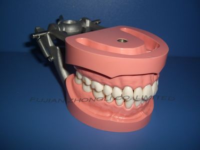 Typdont Teeth of Model for Abutment