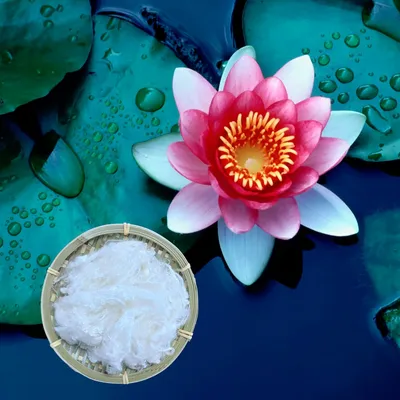 Lotus Fiber for Denim Fabric Material