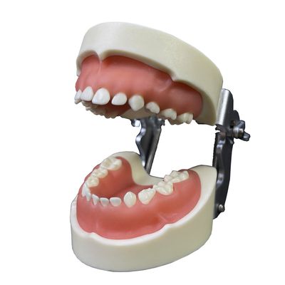 Typodont Dental Child Teeth of Model with 24PCS Removable Teeth
