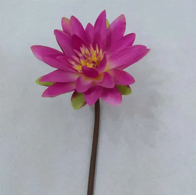 Artificial Silk Water Lily Flowers for Decoration