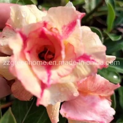 Real Live Indoor & Outdoor Plants Adenium Obesum Desert Rose