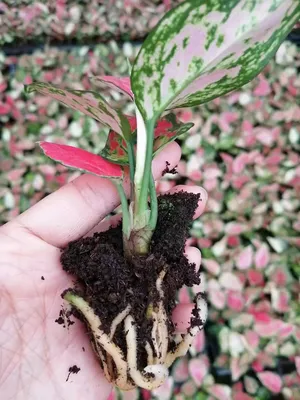 Aglaonema Beauty Tissue Culture Indooer Live Plants Seedling