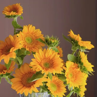 Competitive Price Flower Home Wedding Decor Yellow Natural Fresh Cut Flower Sunflower
