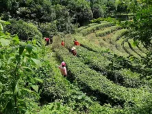 Tea Garden & Factory
