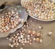 Pearl Clam