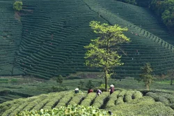 Tea Garden & Factory