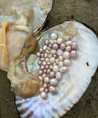 Pearl Clam