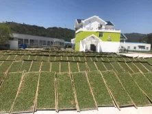Tea Factory