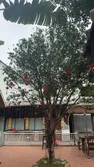 Garden display