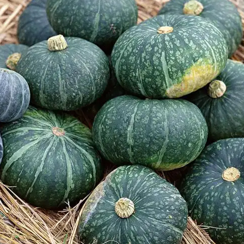 High Yield Mini Smooth Dense Powdery Flesh Soft Tender Sweet Taste Premium Fresh Vegetables Beibei Pumpkin