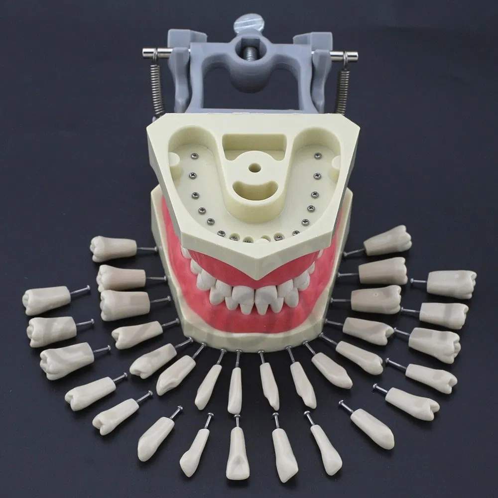 Columbia's Advanced Dental Model with Replacement Teeth