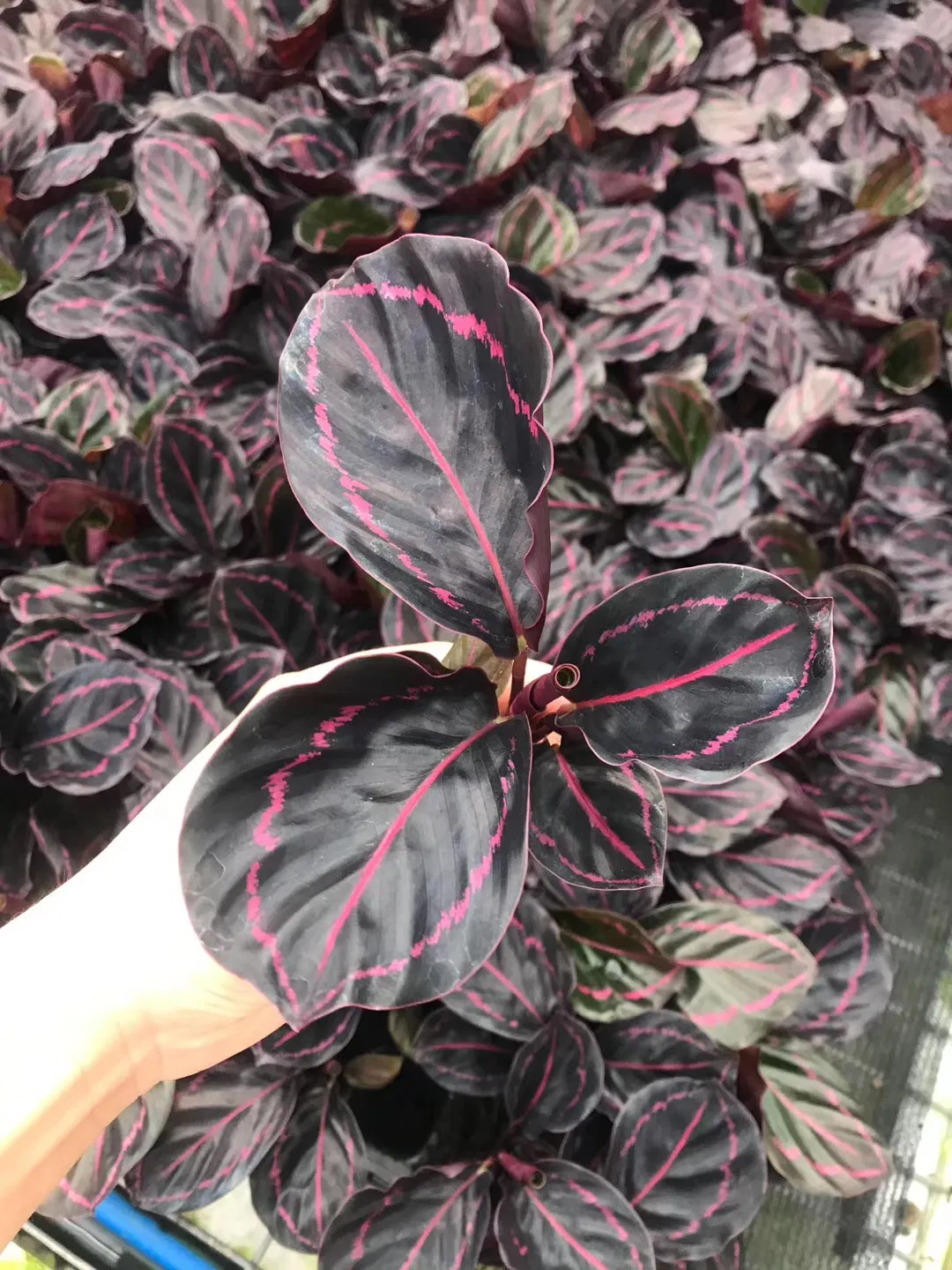 Calathea Dottie Tray Seedling Tissue Culture Plant Wholesale