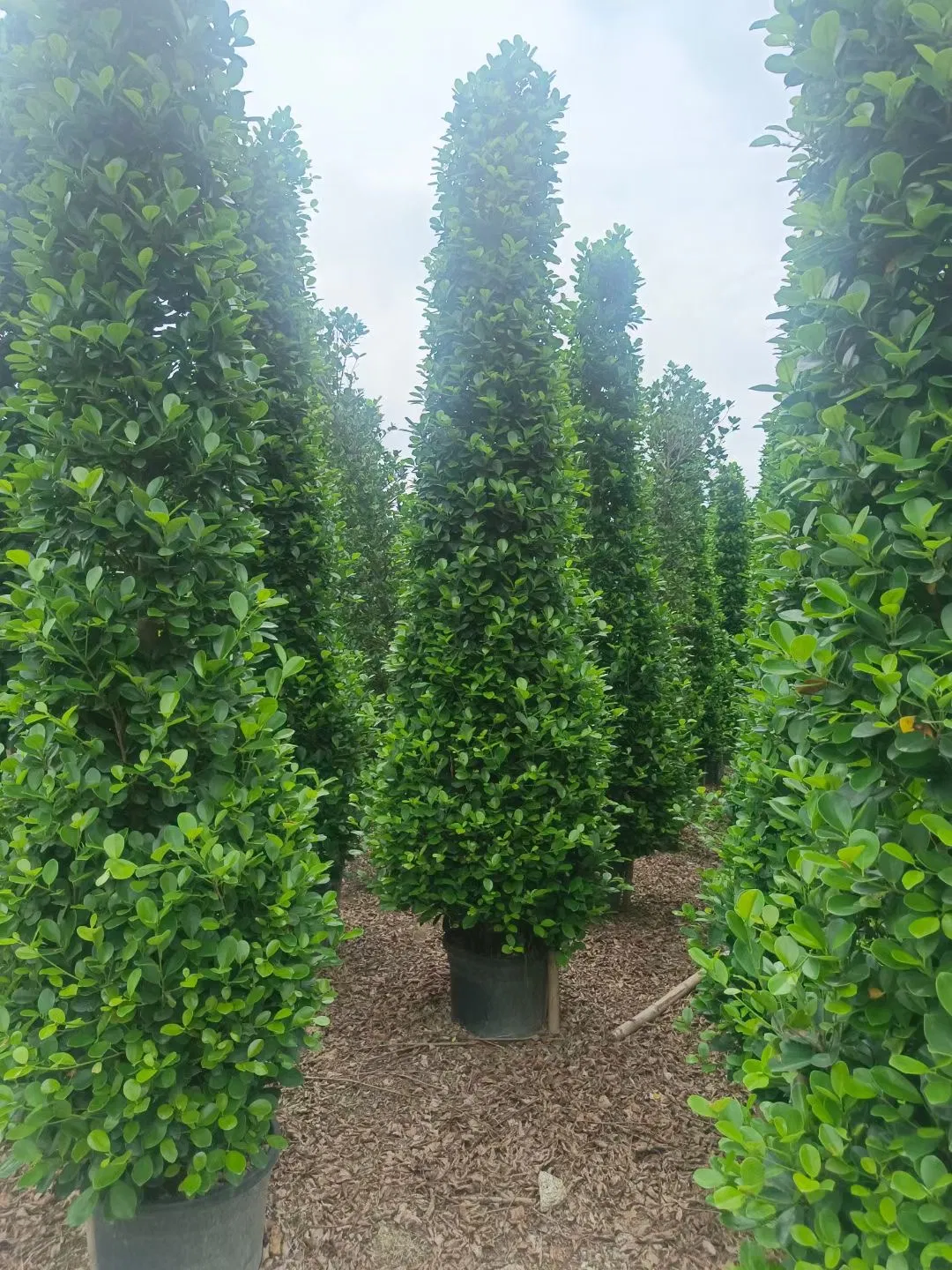 Wholesale Ficus Panda High 3m Outdoor Live Plants