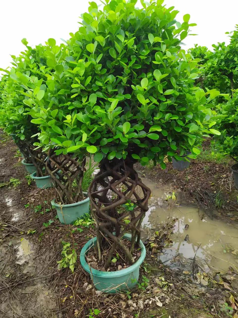 High Quality Ficus Cage Bonsai Wholesale Live Plants