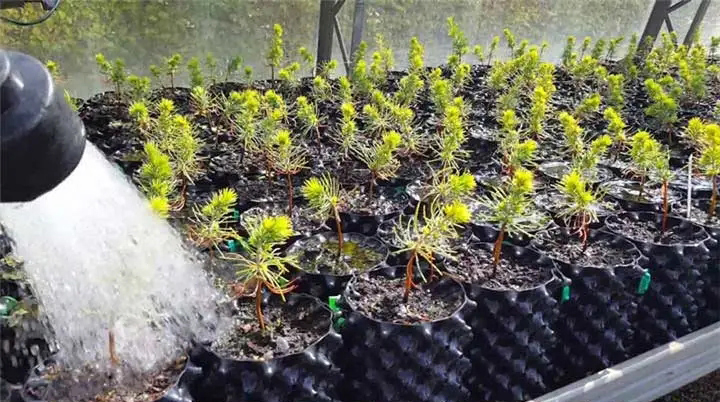 HDPE Material Black Plastic Pot 10 Gallon Air Pruning Nursery Pot Plant Root Control Container