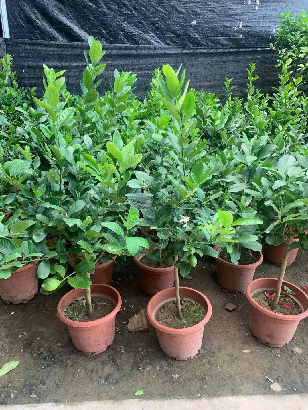 Wholesale Fruit Tree Citrus Limonum and Lemon Tree Live Plants