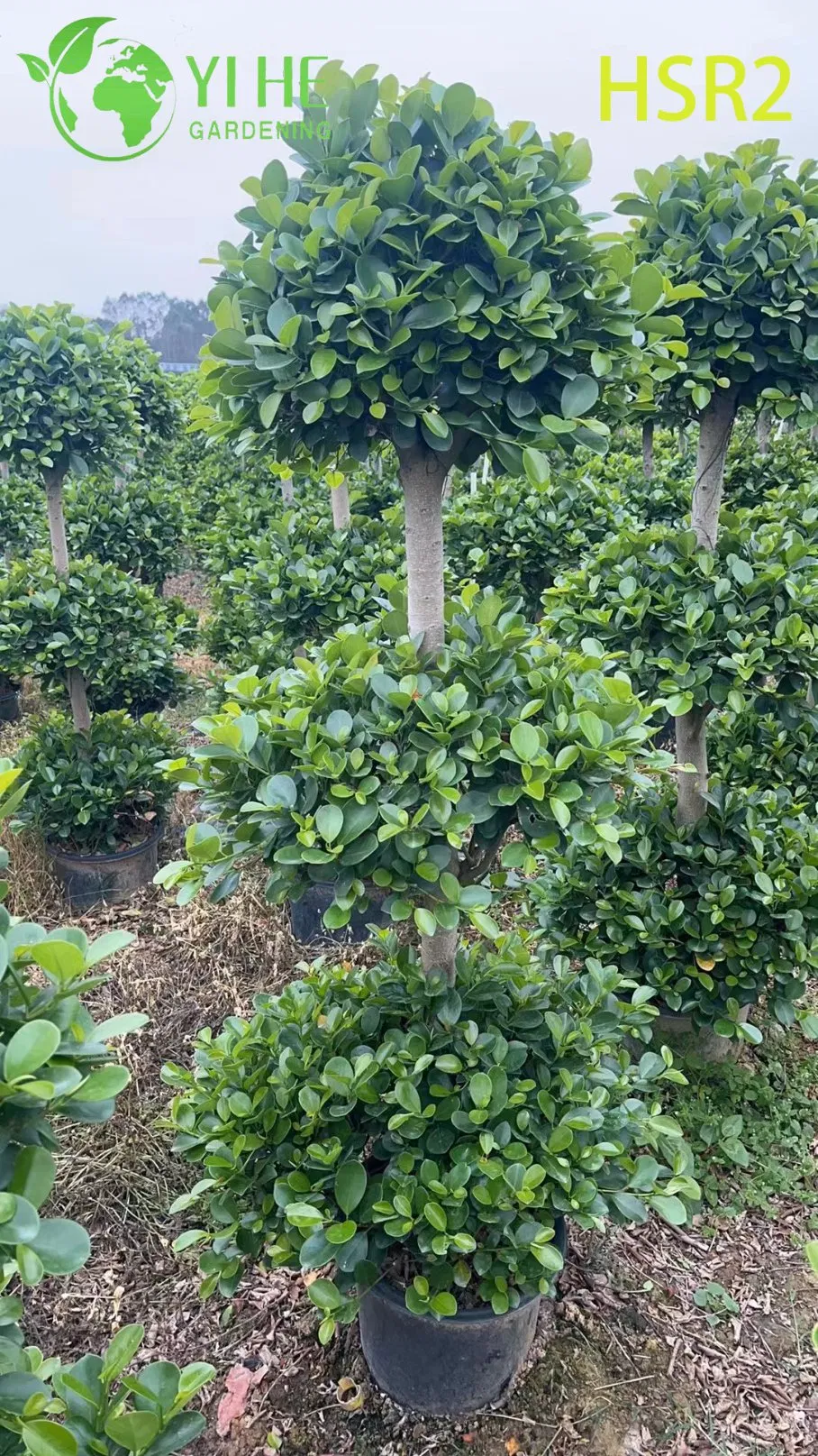 Evergreen Ficus Cone Multi-Ball POM-POM Tree for Landscape Design
